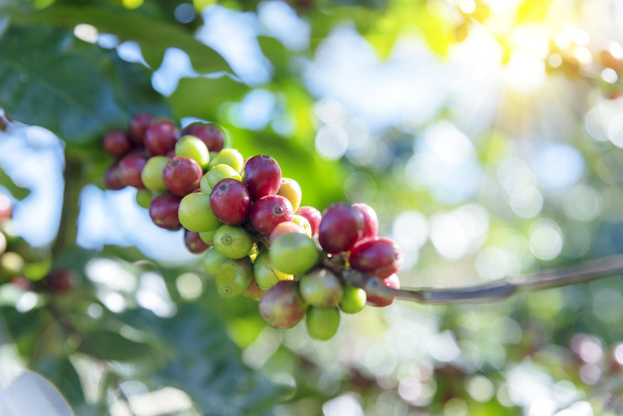 Our Bean Sourcing Journey